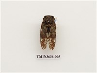 藏品(蟪蛄(黑斑蟬))的圖片